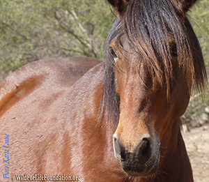 Sponsor a horse in need